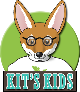kit fox