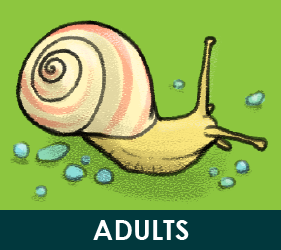 Adults activities