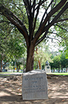 Bicentennial Oak
