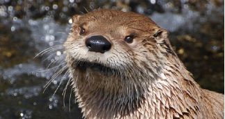 Otter