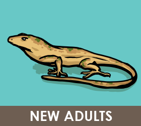 New Adults activities