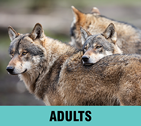 Adults