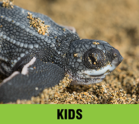 Kids Activities