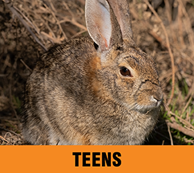 Teen Activities